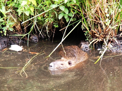 [All three nutria are in the water. Mom is out front in more open water while one young one leans on her backside. The other little one is back among the vegetation at the left side of the hole to the den.]